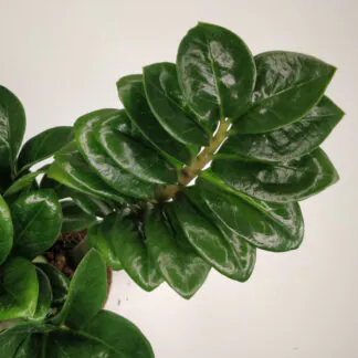 zamioculcas zenzi nenarocná pokojová rostlina plantizia