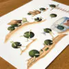 Botanická ilustrace Požitkářské řasokulky botanicka ilustracia pozitkarske riasogulky wearewind plantizia Plantizia.cz