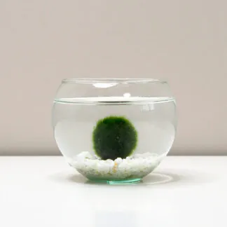 řasokoule set malý set řasogul výhodné řasokoule v akvariu plantizia