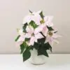 Vánoční růže světle růžová / Poinsettia vánoční růže světle růžová netradiční pěkná poinsettia plantizia