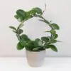 Hoya australis na kruhu hoya australis na kruhu voskovka plantizie