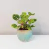 Iresine herbstii ‘Aureoreticulata’ iresine herbstii aureoreticulata plantizia