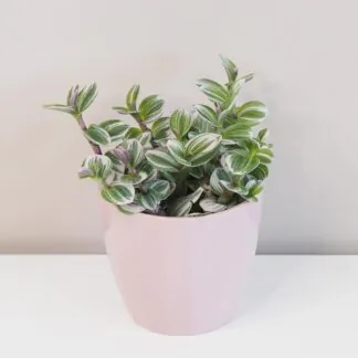 Jak pečovat o Tradescantie tradescantia nanouk velká růžová pokojová rostlina plantizia