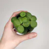 Peperomie tetraphylla ‘Hope’ malá peperomia hope měla plantize