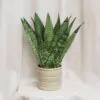 Sansevieria zeylanica fan sansevieria zeylanica fan tchýně jazyky plantizie