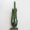 Euphorbia trigona maxi euphorbia trigona velka kaktus 2 plantizia Plantizia.cz