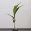 Kokosovník obecný / Coco nucifera velký kokosovník obyčejný coco nucifera kokos