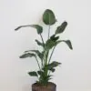 Strelitzia nicolai maxi strelitzia nicolai strelicia pokojová rostlina na světle místo