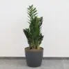 Zamioculcas zamiifolia velký Zamioculcas zamiifolia zamiokulkas nenarocná rostliny do stínu