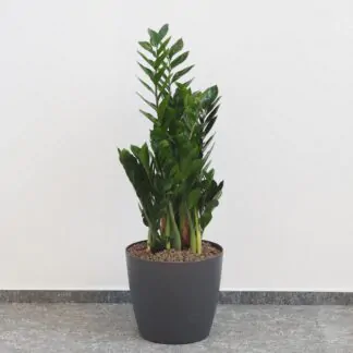 Zamioculcas zamiifolia zamiokulkas nenarocná rostliny do stínu
