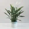 Lopatkovec / Spathiphyllum wallisii ‘Domino’ panasovaný lopatkovec spathiphyllum wallisii domino