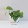 Philodendron cordatum střední Philodendron cordatum filodendron tahava rostlina plantizie
