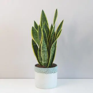 Péče o sansevierie: Vše co potřebujete vědět Sansevieria trifasciata 'Laurentii' sansevieria trojpasa, tchýně jazyky, zajimave tchýně jazyky, nenarocná rostlina, rostlina na slunce, rostlina do stínu, rostlina pro začátečníky, pokojová rostlina, pokojový kvet, pokojovka