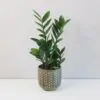 Zamioculcas zamiifolia zamiokulkas nenarocná rostliny do stínu