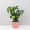 Calathea lousiae ‘Maui Queen’ calathea maui queen vlhkomilná pokojová rostlina