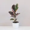 Ficus elastica ‘Belize’ Ficus elastica Belize růžový panasovaný fíkus pokojová rostlina plantizie