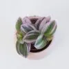 Tradescantia ‘Nanouk’ mini tradescantia nanouk mini tahava růžová rostlina plantizia