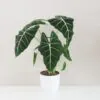 alocasia frydek micholitziana vzácná alokazia sběratelská pokojová rostlina
