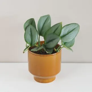 scindapsus treubii moonlight tahava rostlina nenarocná stříbrné listy