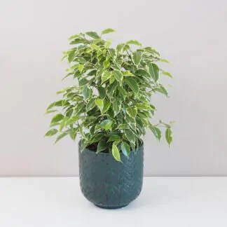 ficus benjamina kinky variegata panasovaný fíkus pokojová rostlina nenarocná plantizia