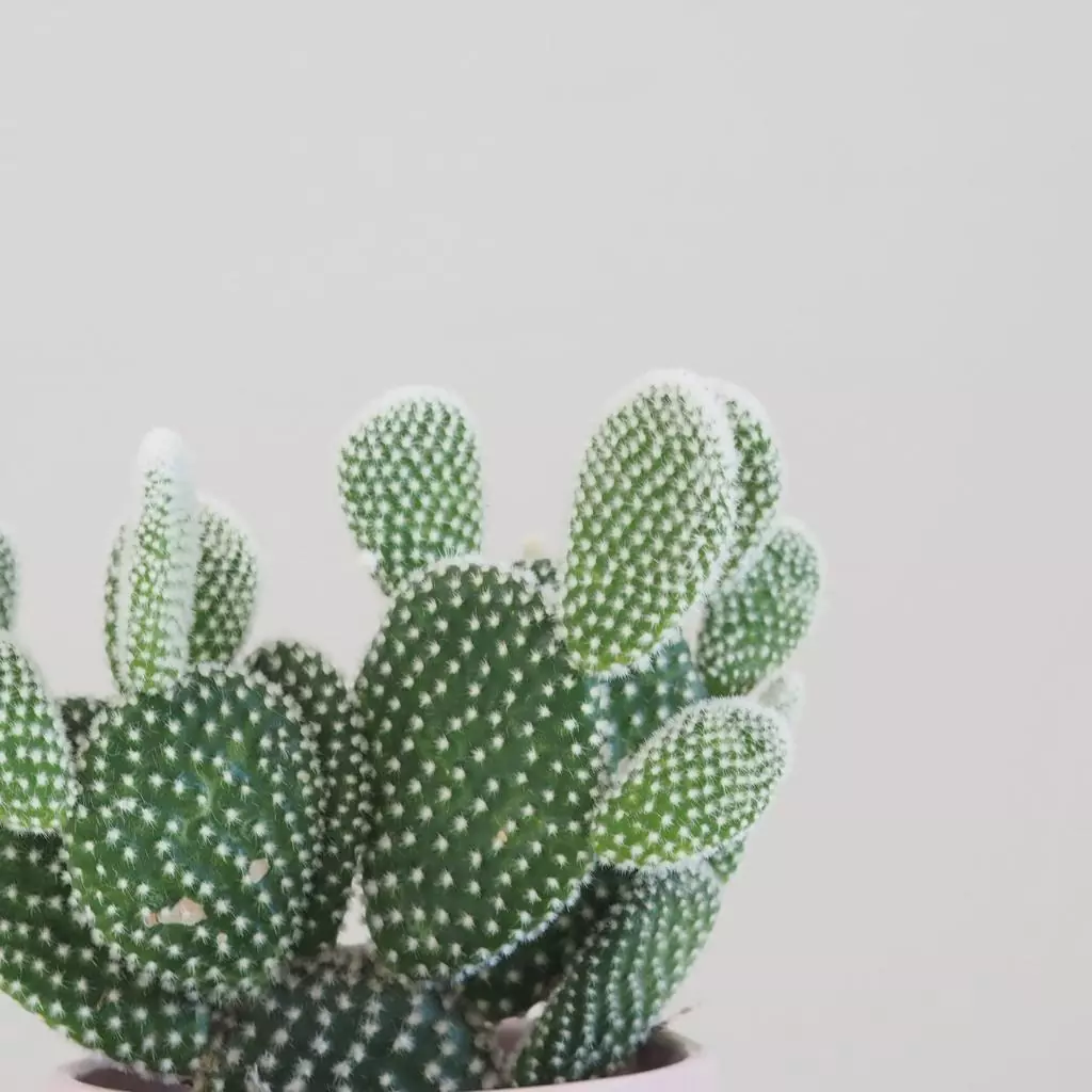 opuntia microdasys albispina kaktus nenarocná rostlina plantizia sukulenty pokojove rostliny pokojovky