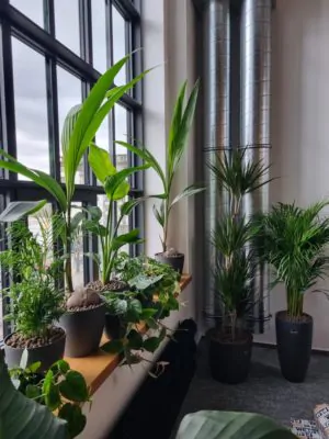 realizacia zeleneho interieru rastliny do kancelarie 23 plantizia Plantizia.cz