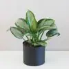 Aglaonema ‘Silver Moon’ aglaonema silver moon zelená nenaroční pokojová rostlina pro začátečníky