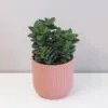 Tlustice / Crassula springtime crassula springtime tucnolist sukulent plantize