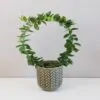 Hoya cumingiana na kruhu hoya cumingiana voskovka tahava zelena pokojová rostlina plantizia