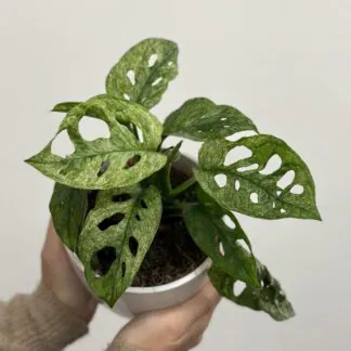 Monstera – 10 nejčastějších problémů a jak je vyřešit monstera adansonii mint raritní panasovana monstera rare plant