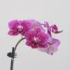 Orchidej phalaenopsis multiflora fialová flekatá Orchidej phalaenopsis multiflora fialová flakata