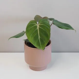 philodendron gloriosum filodendron pokojová rostlina plantizia