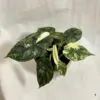 Alocasia ‘Dragon Scale’ variegata alocasia Dragon Scale variegata, Panašovaná alocasia, Panašovaná alocasia dragon scale