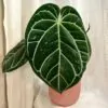 Anthurium crystallinum maxi Anthurium crystallinum