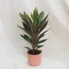 Cordyline fruticosa cordyline fruticosa zajimava pokojová rostlina