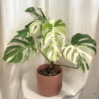 Monstera – 10 nejčastějších problémů a jak je vyřešit monstera deliciosa albo variegata bílá raritni pokojovka