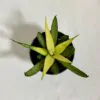 Sansevieria ‘Comet Chrysanta Lemon’ sansevieria Comet Chrysanta Lemon zluta