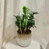 Zamioculcas ‘Zenzi’ zamioculcas zenzi nenarocna izbova rastlina plantizia