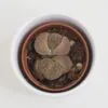 Živé kameny / Lithopsy hnědé lithopsy živé kameny sukulenty netradiční zajímavá plantize