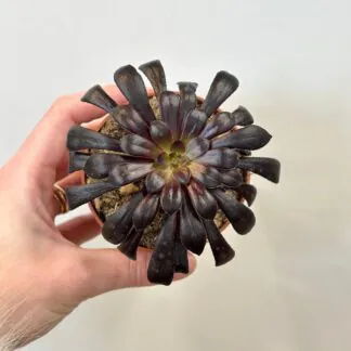 Aeonium arboreum ‘Nigrum’ tmavy sukulent