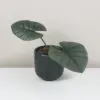 Alocasia ‘Bisma’ alocasia bisma