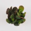 Tlustice / Crassula ovata ‘Sunset’ malá crassula ovata sunset tucnolist sukulent