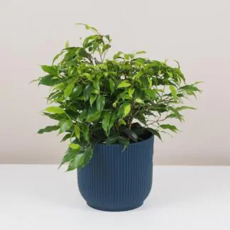 ficus benjamina green kinky