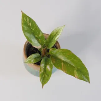 Péče o Philodendrony / Filodendrony: Rady pro úspěšné pěstování philodendron ring of fire vzácná pokojová rostlina panasovaný filodendron