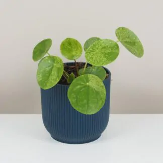 Pilea peperomioides - jak o ni pečovat, aby se jí dařilo pilea peperomioides mojito, money plant, pokojová rostlina, stylová rostlina, hipster plant, urban jungle, pokojovka
