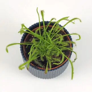 Fascinující masožravky: Cephalotus follicularis a Dionaea muscipula Red Burgundy drosera capensis masozravka masozrava rostlina plantizia