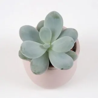 modrý sukulent pachyphytum oviferum plantizia