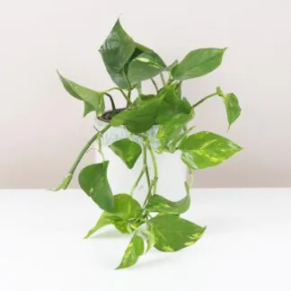 Péče o Epipremnum / Pothos: Tipy i pro začátečníky pothos, potosovec zlatý, epipremnum aureum, divoký jano, divný janko, golden ivy, šplhavník, šplhavnice, táhla rostlina, rostlina do stínu, pokojová rostlina, pokojový květ