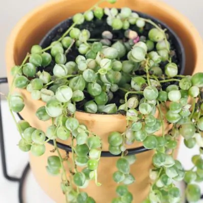 panasovaný starček senecio rowleyanus variegata