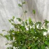 Sophora prostrata ‘Little baby’ velká sophora prostrata little baby